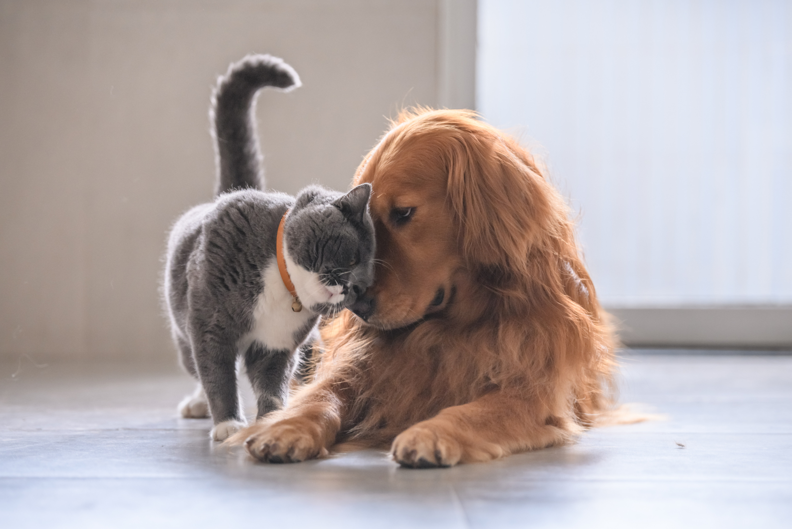 Financial Planning for Prospective Pet Owners